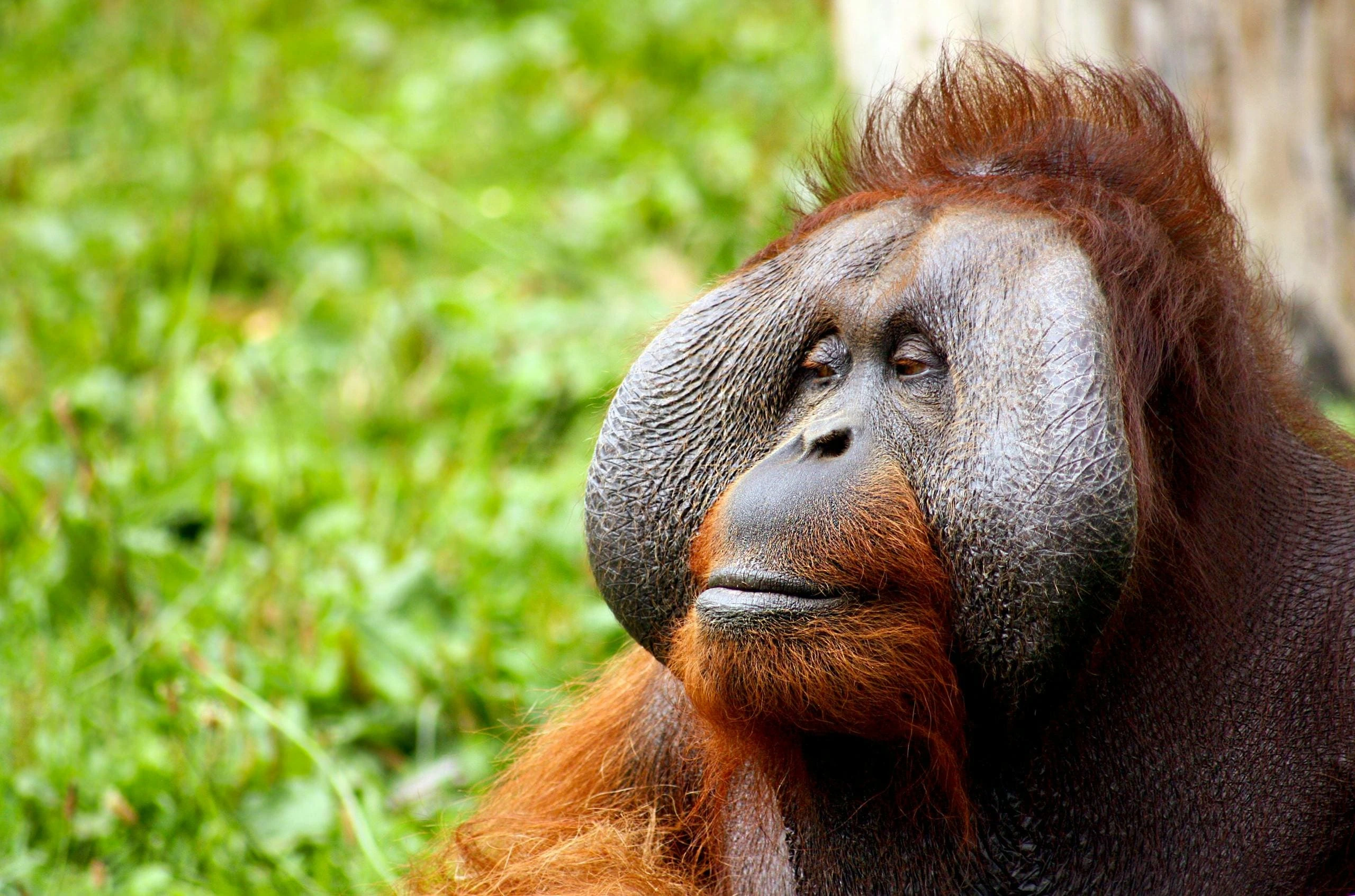 Orangutan Conservation